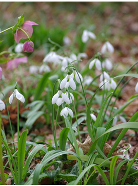 Galanthus 'Galadriel'