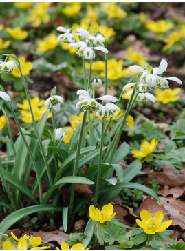 Galanthus 'Ophelia' x3 bulbs