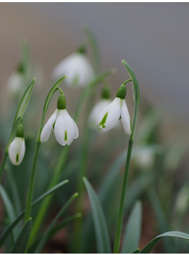 Galanthus 'Trumps' 