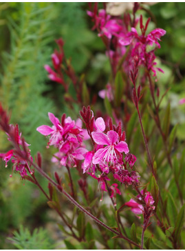 Oenothera lindheimeri 'Siskiyou Pink'