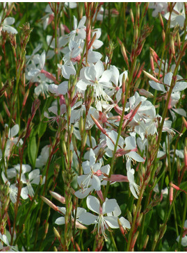 Oenothera lindheimeri 'The Bride'