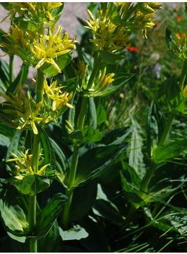 Gentiana lutea