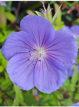 Geranium 'Eureka Blue'