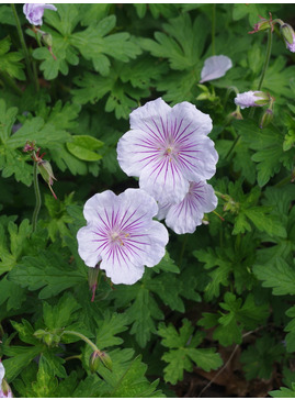 Geranium himalayense 'Derrick Cook'