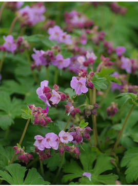 Geranium macrorrhizum 'Ingwersen's Variety'