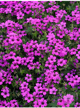 Geranium [Patricia] ('Brempat')