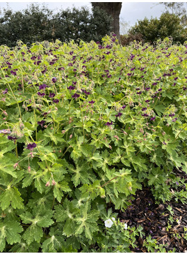 Geranium phaeum 'Lisa'