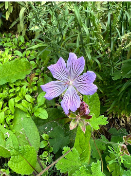 Geranium renardii 'Tcschelda'