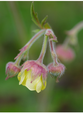 Geum 'Lemon Drops'