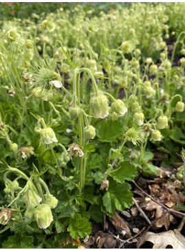 Geum rivale 'Album'