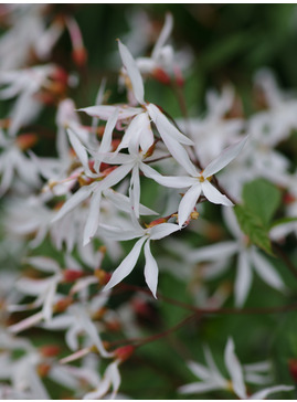 Gillenia trifoliata