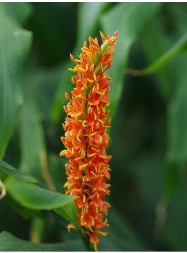 Hedychium densiflorum