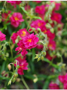 Helianthemum 'Cerise Queen'