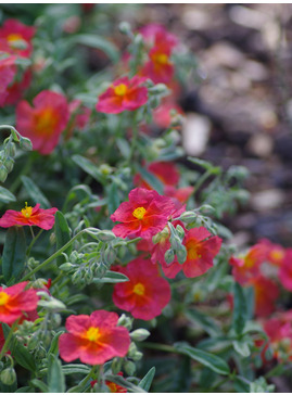 Helianthemum 'Fire Dragon'