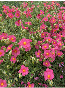 Helianthemum 'Sudbury Gem'