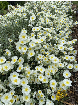 Helianthemum 'The Bride'