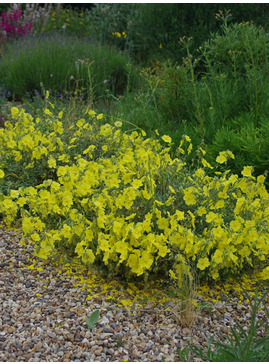 Helianthemum 'Wisley Primrose'