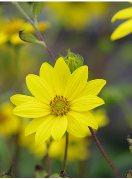 Helianthus giganteus