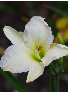 Hemerocallis 'Gentle Shepherd'