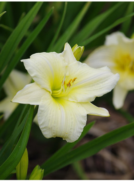 Hemerocallis 'Joan Senior'