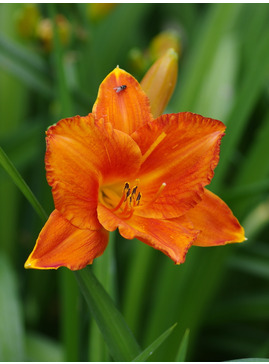 Hemerocallis 'Mauna Loa'