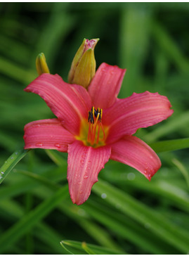 Hemerocallis 'Pink Damask'