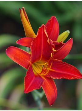 Hemerocallis 'Scarlet Flame'