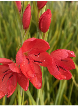 Hesperantha coccinea 'Major'