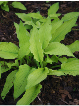 Hosta fortunei var. albopicta f. aurea