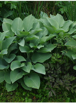 Hosta 'Krossa Regal'