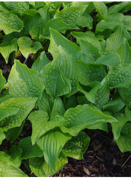 Hosta 'Royal Standard'