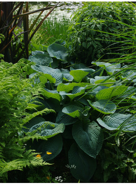 Hosta sieboldiana var. elegans