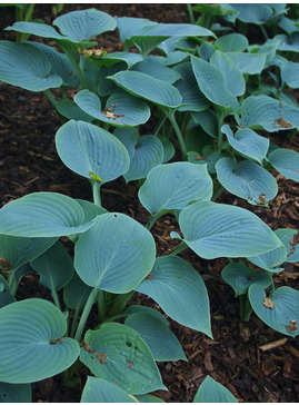 Hosta (Tardiana Group) 'Blue Danube'