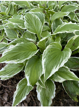 Hosta undulata var. albomarginata