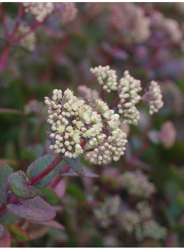 Hylotelephium telephium subsp. ruprechtii