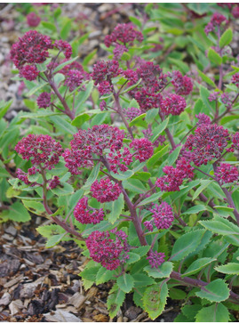 Hylotelephium telephium subsp. fabaria var. borderei