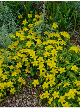 Hypericum olympicum