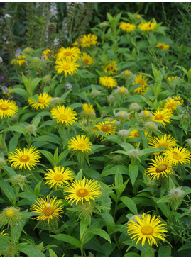 Inula hookeri