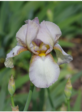 Iris 'Benton Argent'