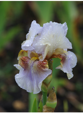 Iris 'Benton Farewell'