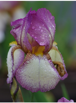 Iris 'Benton Lorna'