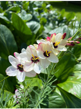 Ixia 'Giant' (5xDB)