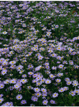 Kalimeris incisa 'Blue Star'