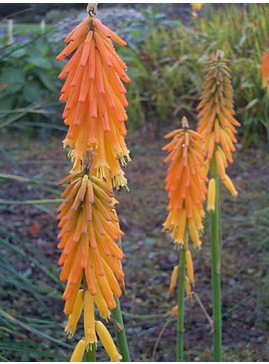 Kniphofia galpinii