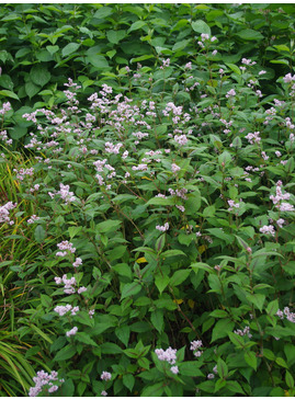 Koenigia campanulata 'Madame Jigard'