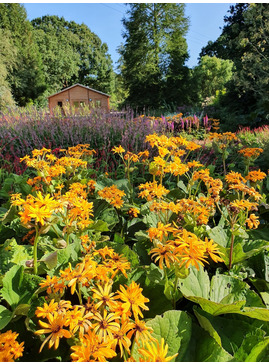 Ligularia dentata seedlings