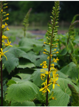 Ligularia 'The Rocket'