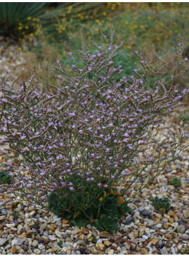 Limonium bellidifolium