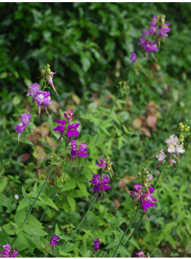 Linaria triornithophora