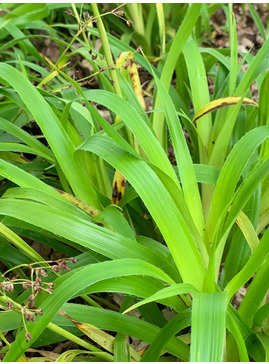 Luzula sylvatica 'Aurea'